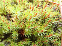 ��������� ����������