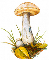 �������� �����