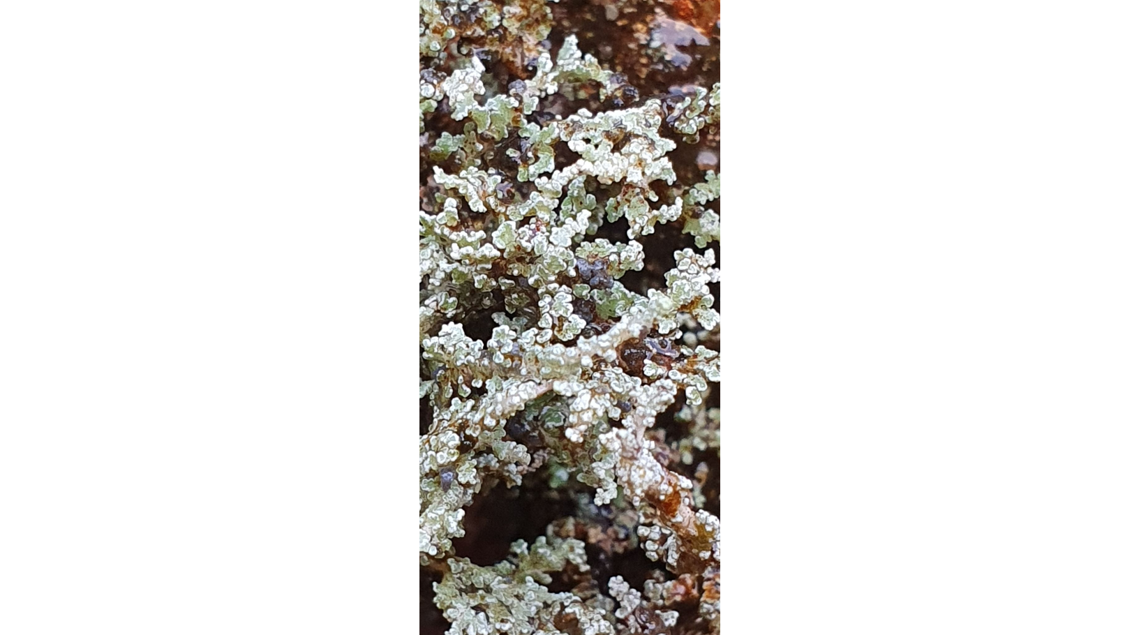 ������������ ���������