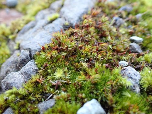 ��������� ��������