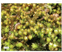 ������� ���������