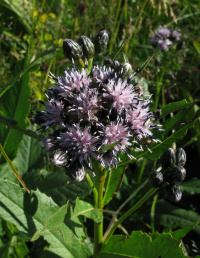 �������� �������������