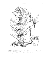 ������ ���������