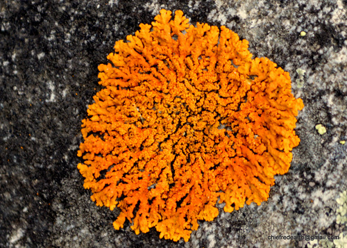 ��������� �����������