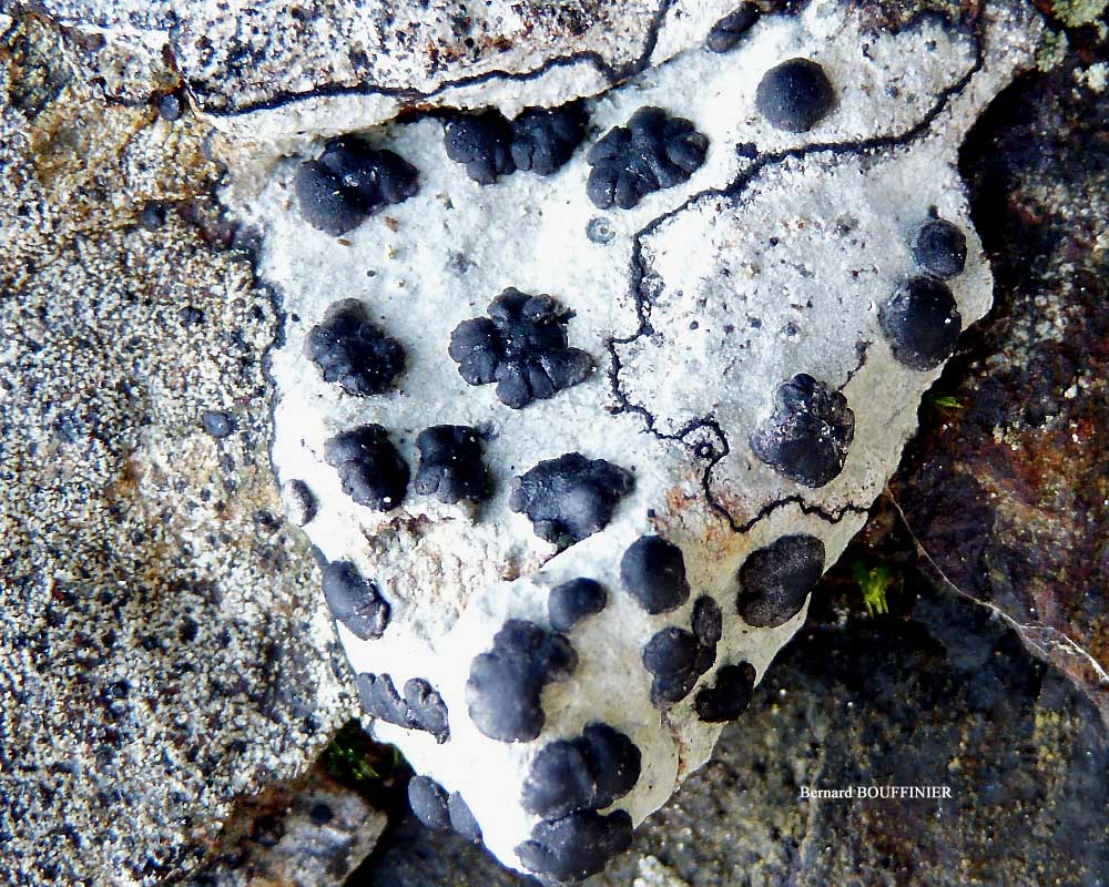 �������� �������������