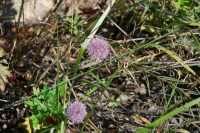 ���  ���������