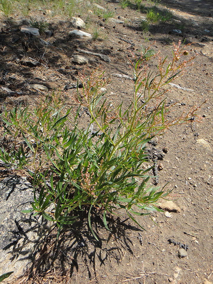 ������� �����������