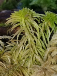 ������� ����������