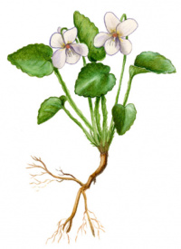 ������ ������������