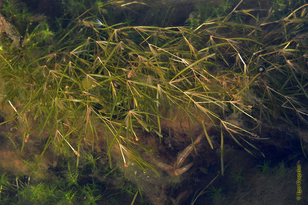 ����� ���������