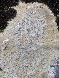 �������� ����-�����������