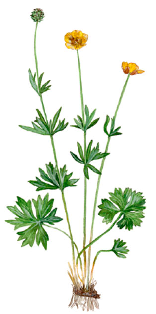 ����� ��������