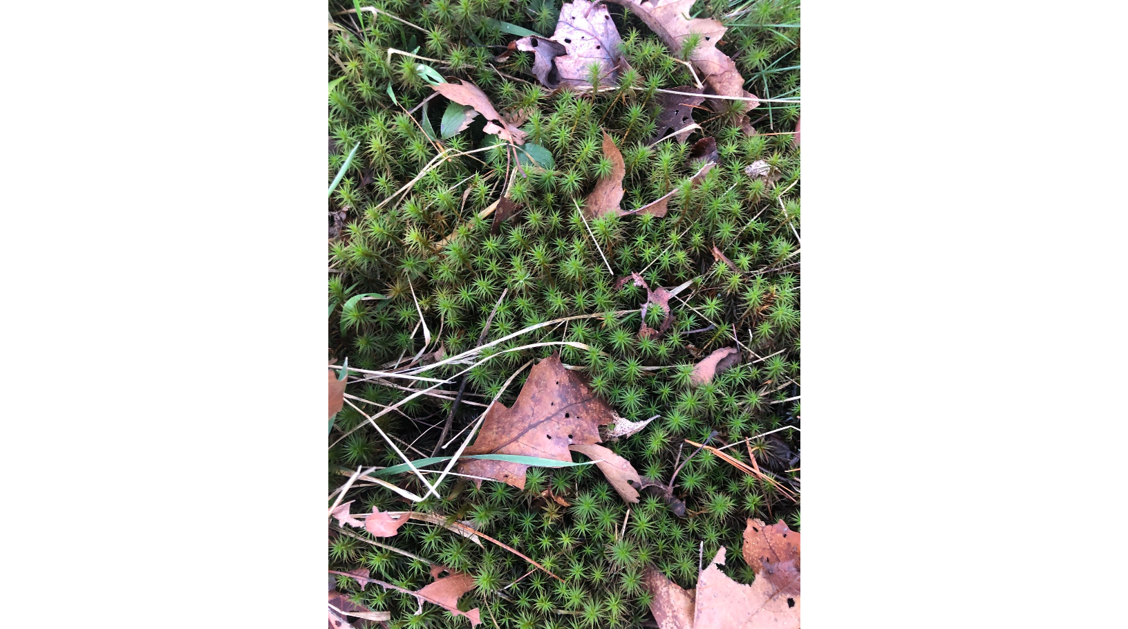 ���������� ������������