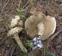 ������� �����