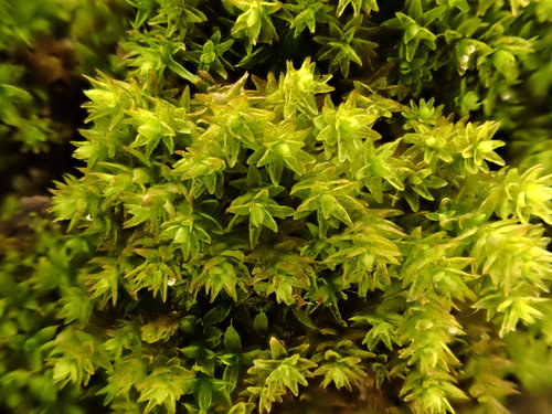 �������� �����������