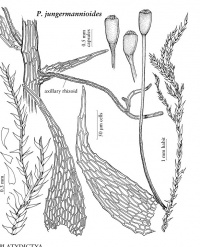 ����������� ���������������