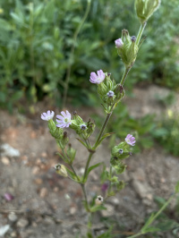 �������� ��������������