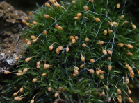 ����������� �����������