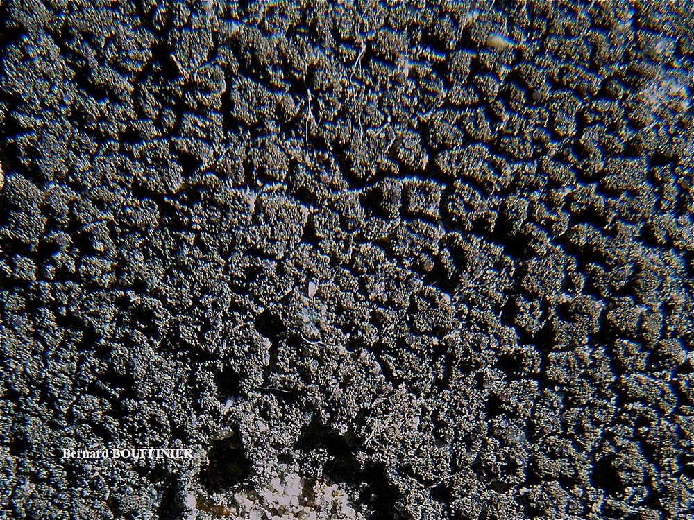 ������������ ����������