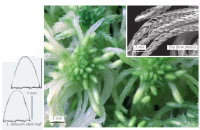 ������� ����������