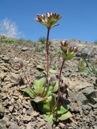 ��������� �������