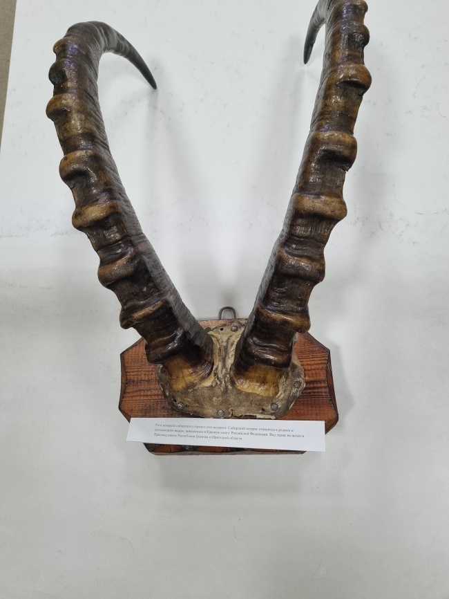 ���� ���������� ��������