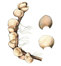 ���������� ���������������