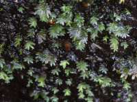 ��������� ����������