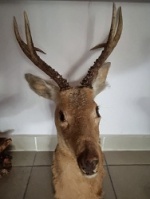 ������ ������ ��������� ������ 