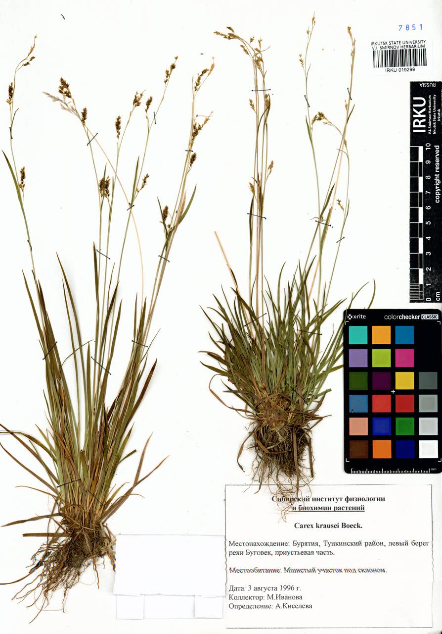 ����� ������