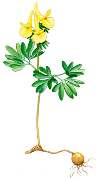 �������� ��������������