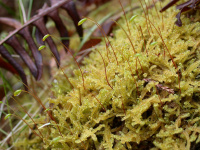 ��������� �����������������