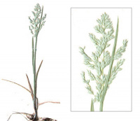 ������ ��������