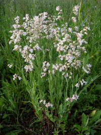 �������� ������������