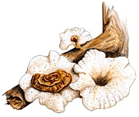 �������� �������������� (��������� ��������������)