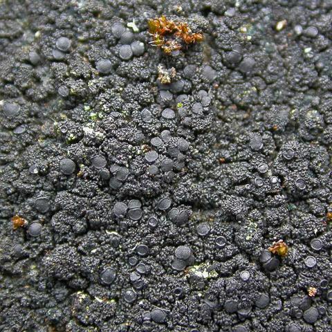 ���������� ������