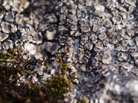 Acarospora macrospora