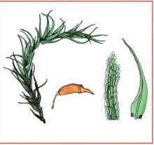 ������ ������