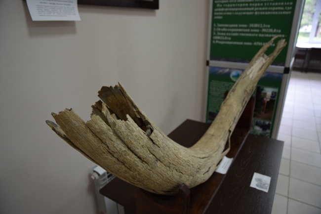 ������ �������