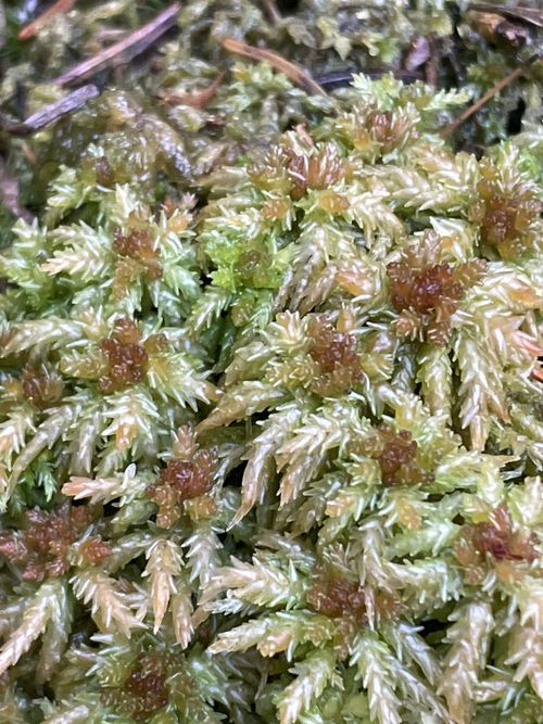 ������� ��������