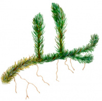 ������������ ���������� (������� ����������)