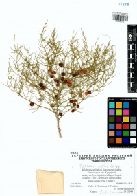 ������ ���������