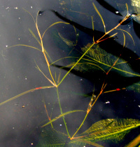 ����� �����