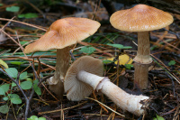 ������ ���������