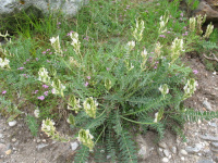 ������������� �����������