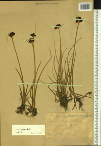 ������ ����������