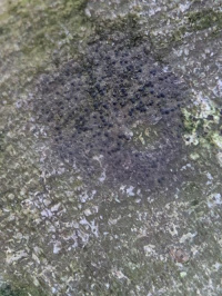 ������ �����-�������, ������ ��������, ������������� �����-�������