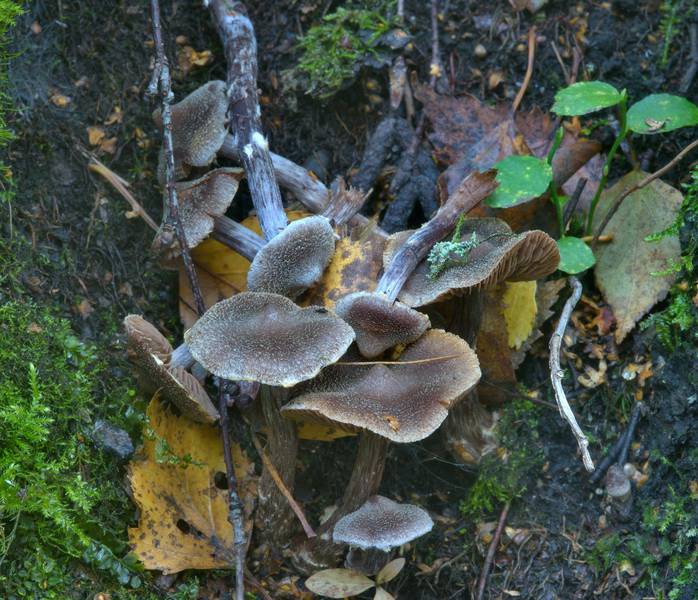 ��������� ���������