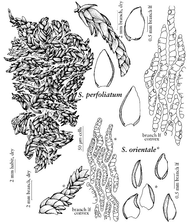 ������� ���������