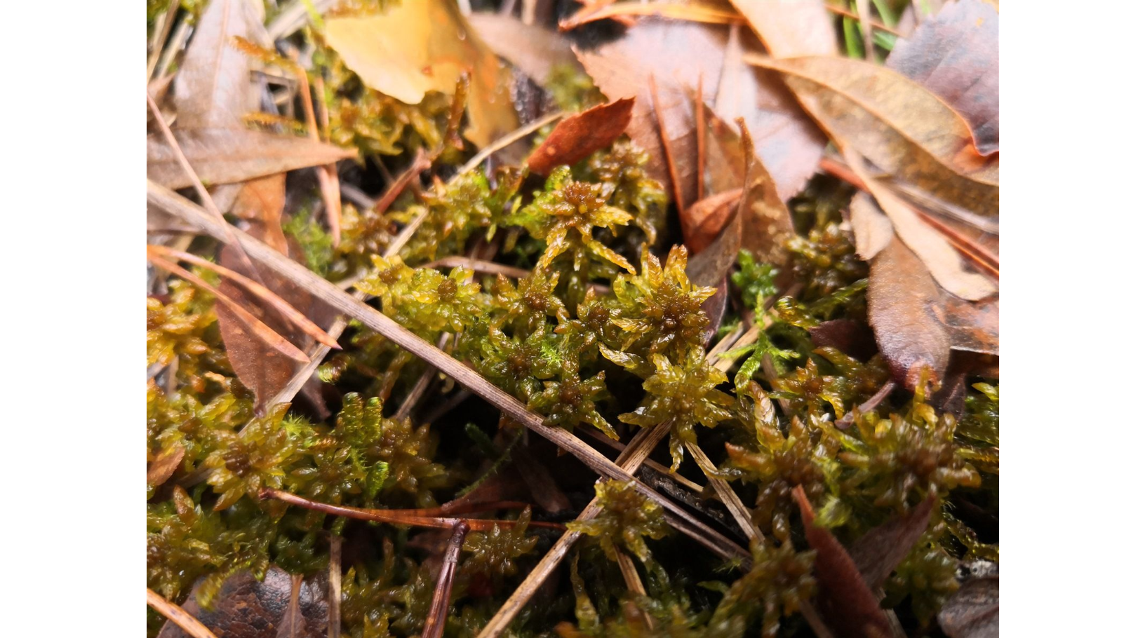 ������� �������������